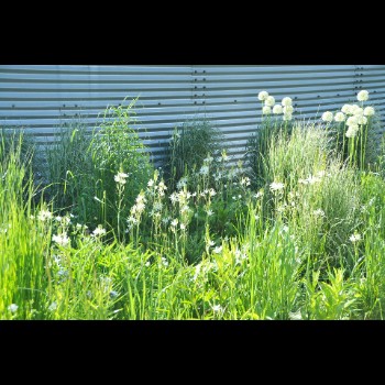 BLOEMBOLLEN PROEFBORDER - BUGGENHOUT (2)